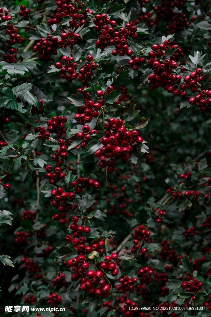 红果满枝的繁茂植物