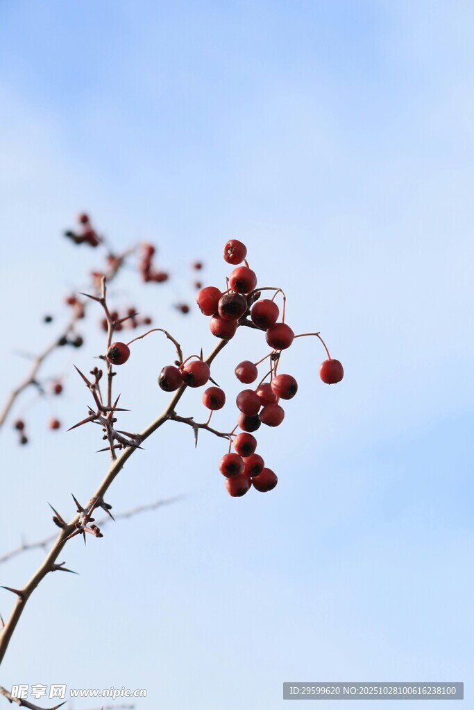 蓝天映衬下的红果枝