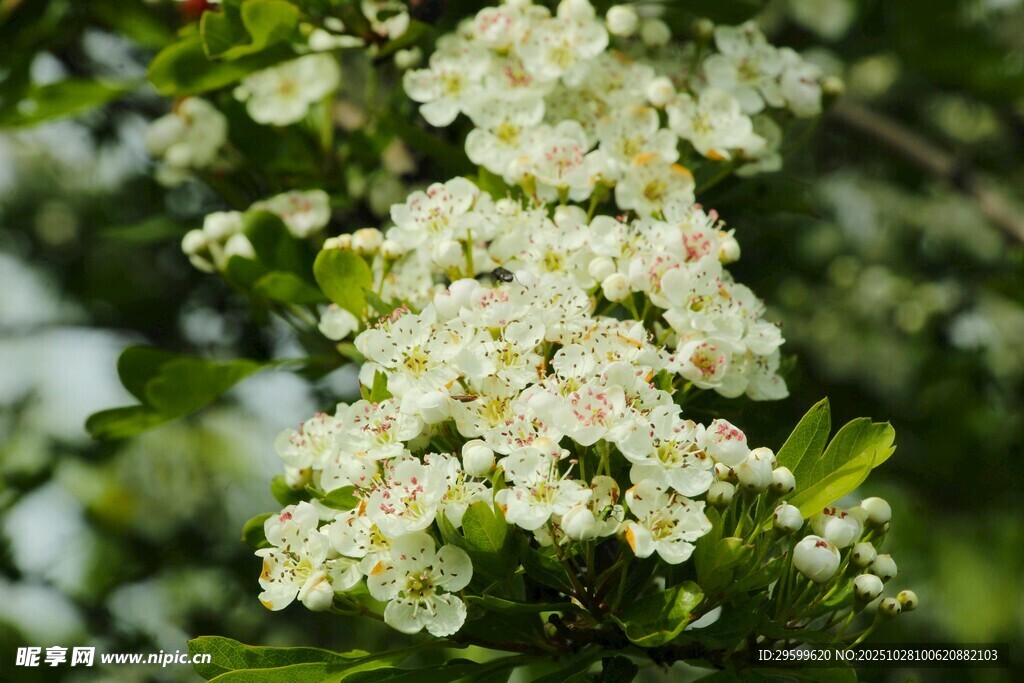 枝头绽放的白色繁花