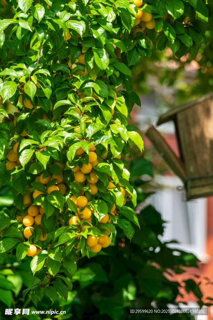 绿叶间的橙黄果实