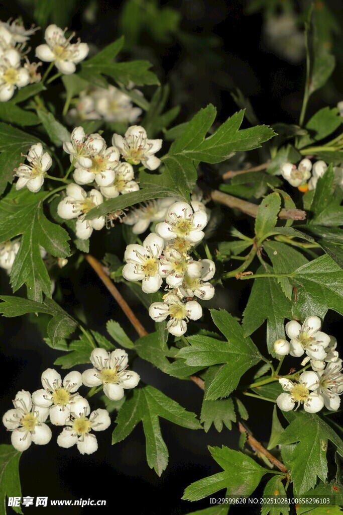 白色小花绽放枝头