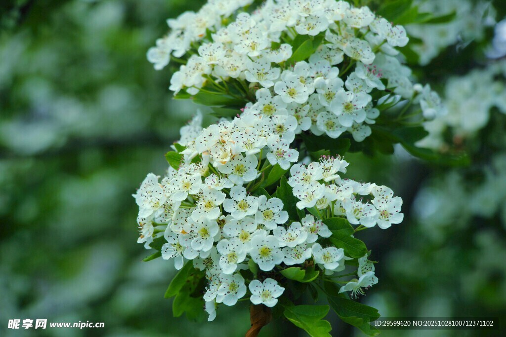 洁白繁茂的绣线菊花朵