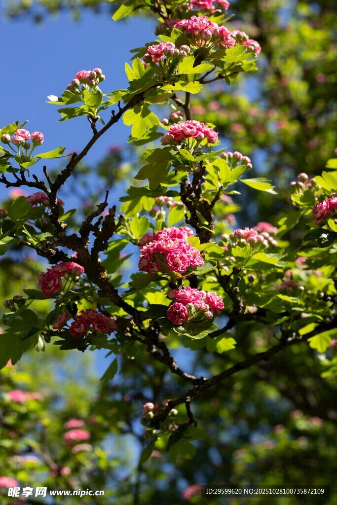 枝头绽放的粉色娇艳花朵