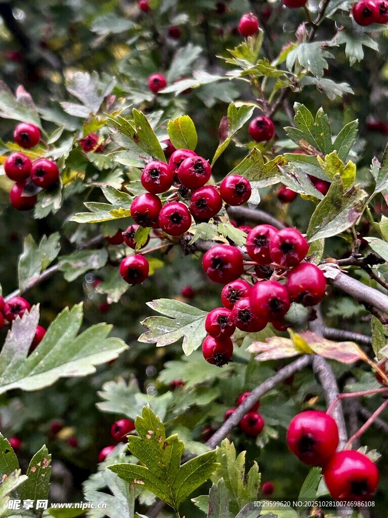 枝头红果绿叶相映成趣