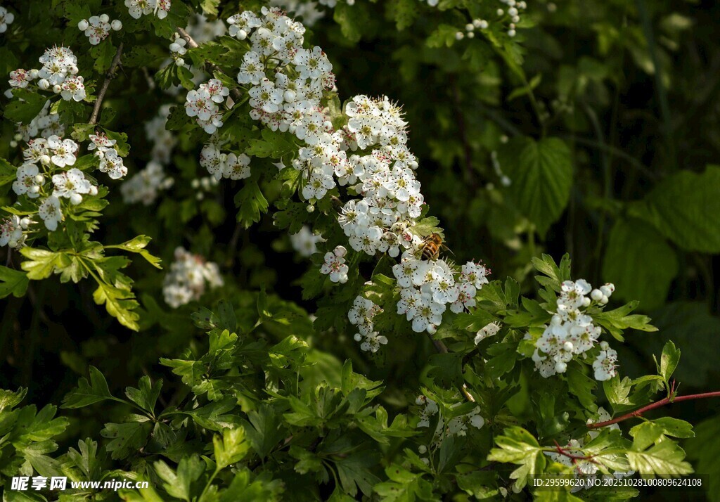 枝头绽放的白色小花