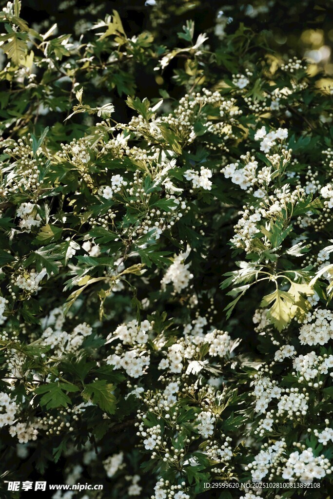 繁茂的白色小花植物