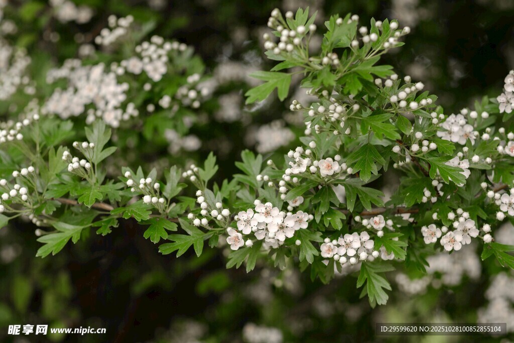 白色小花绽放的绿植