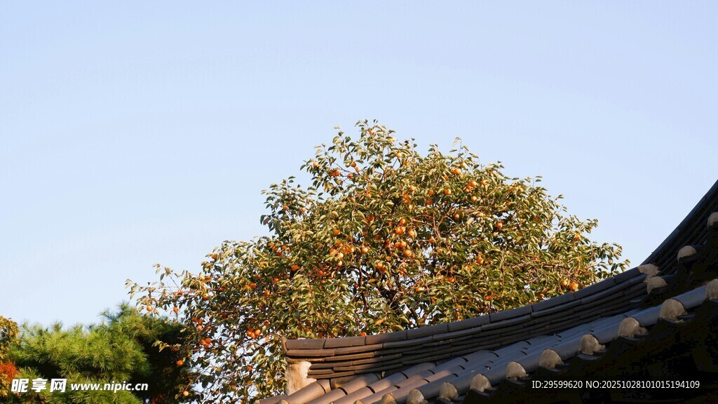 古建旁的葱郁树木