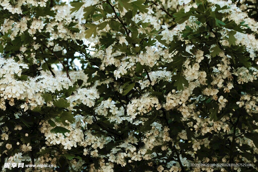 洁白繁花挂满枝头