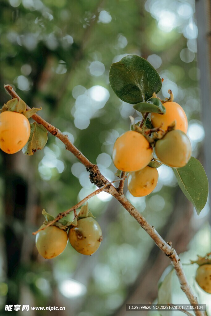 枝头挂着的金黄柿子