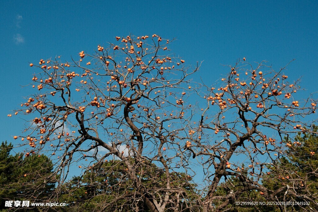 蓝天映衬下的繁花树木