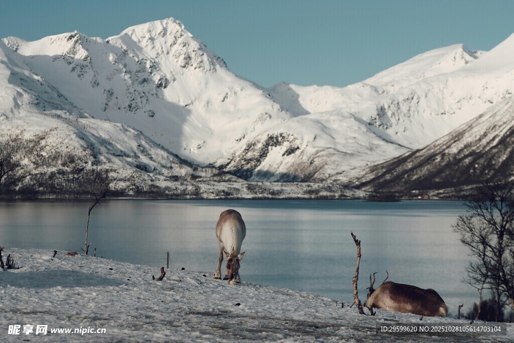 雪山湖畔的静谧风光
