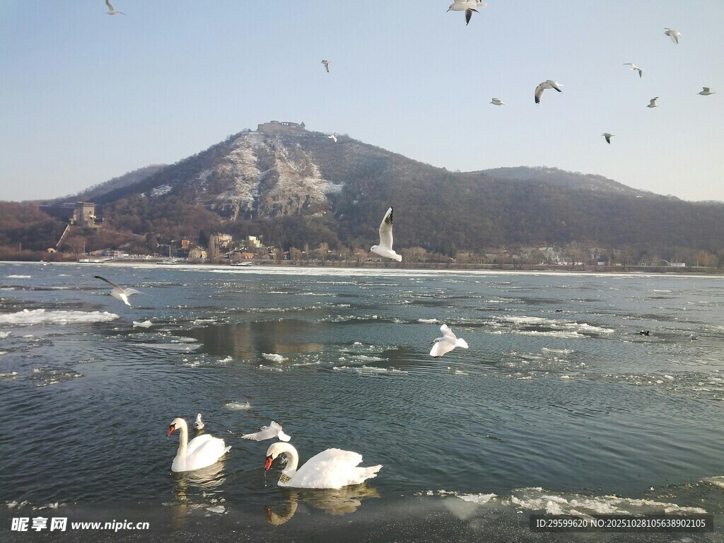 天鹅湖畔的飞翔与美景