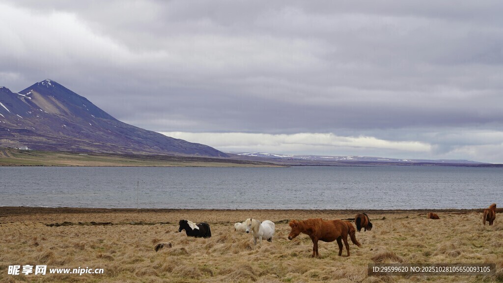 湖畔草原上的悠闲牛群