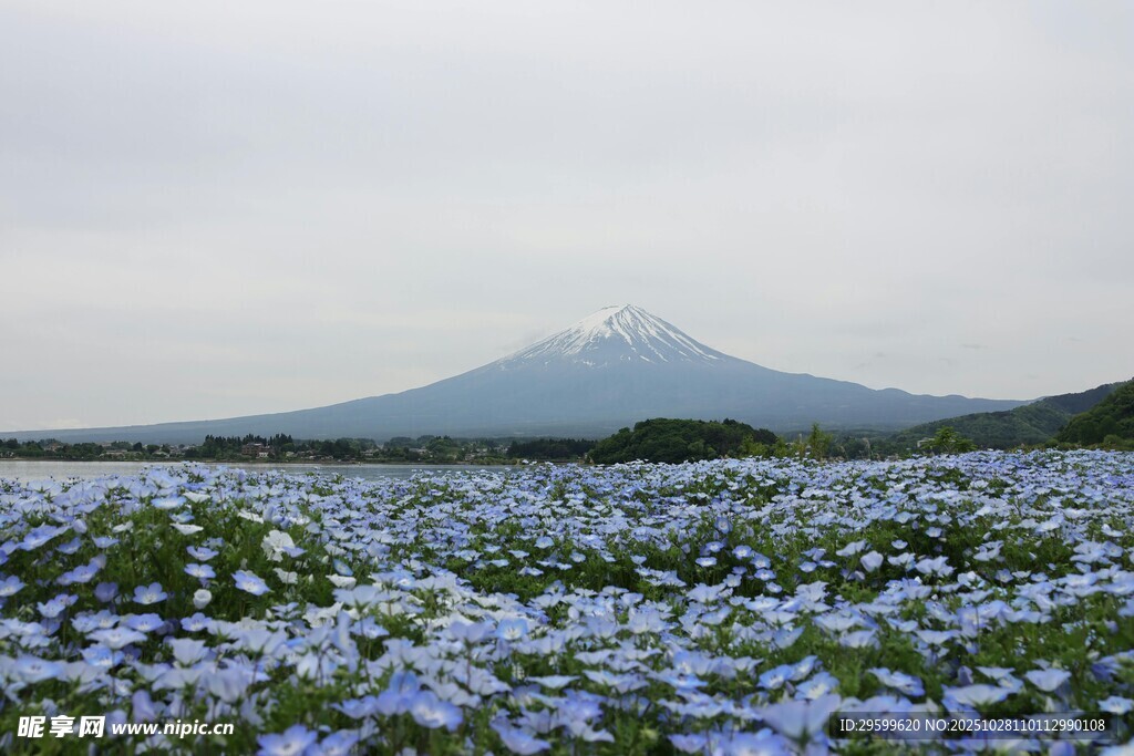富士山下蓝紫色花海美景