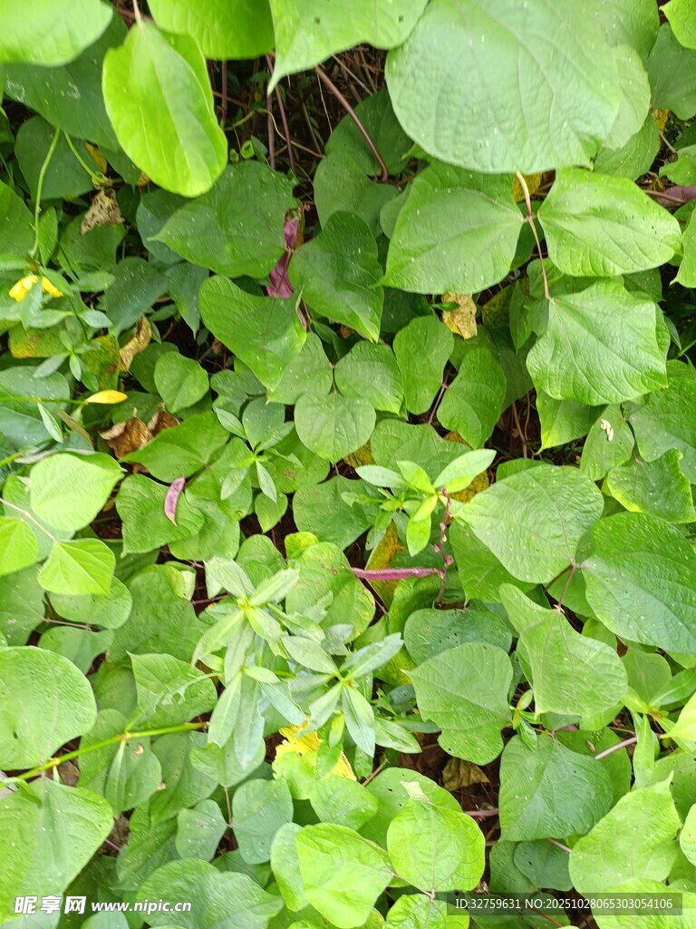 翠绿繁茂的圆形叶片植物