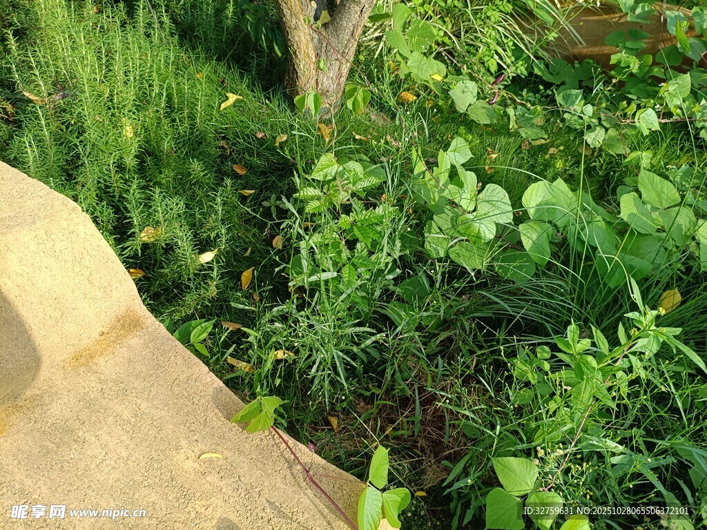 石边繁茂绿植景观