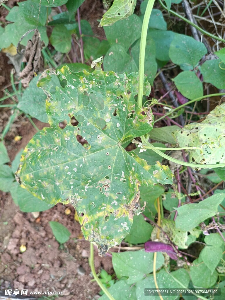 染病的植物叶片