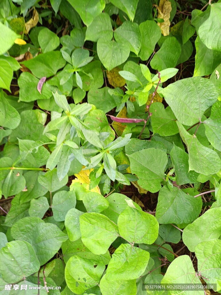 绿叶丛中的多彩景致