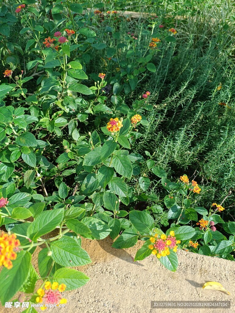 绿叶丛中的鲜艳花朵