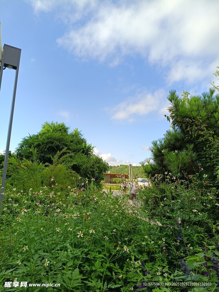 户外绿植与蓝天场景