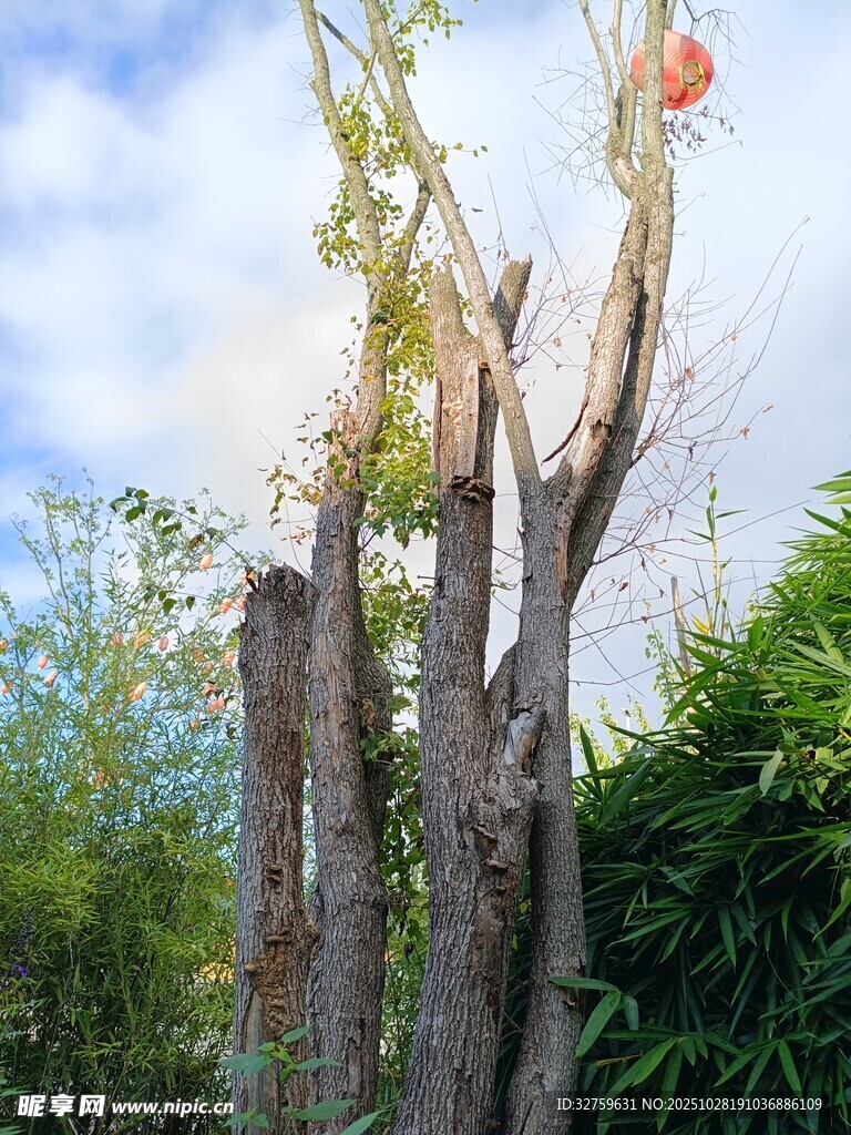 枯树旁的生机景象