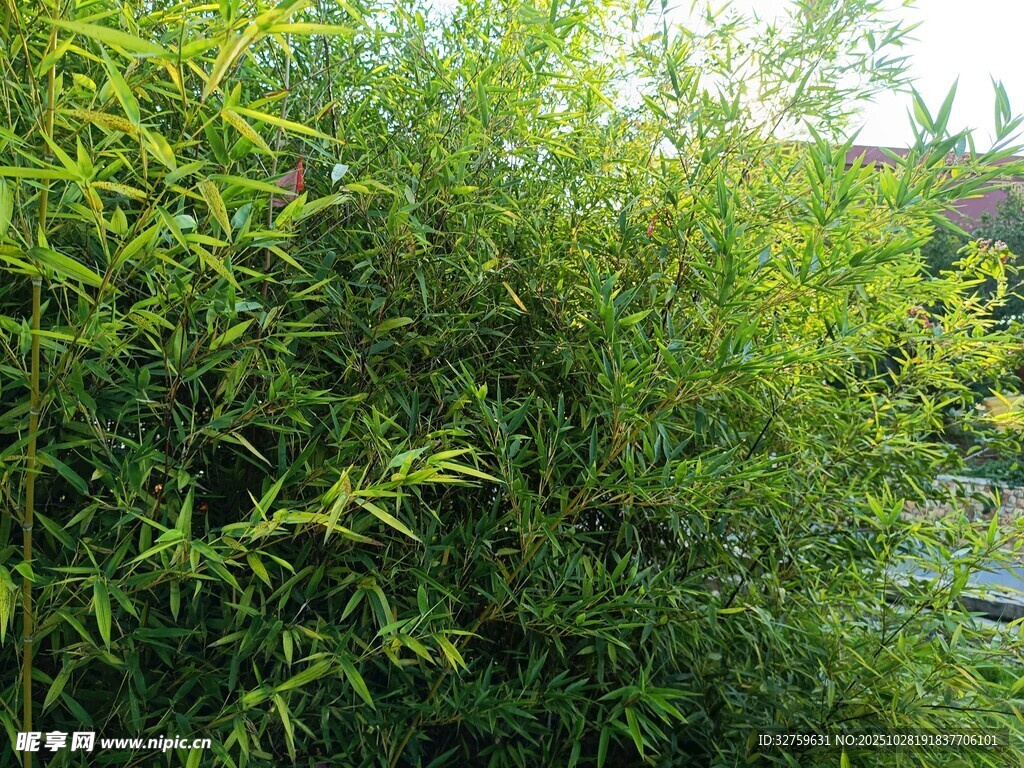 翠绿繁茂的户外灌木丛