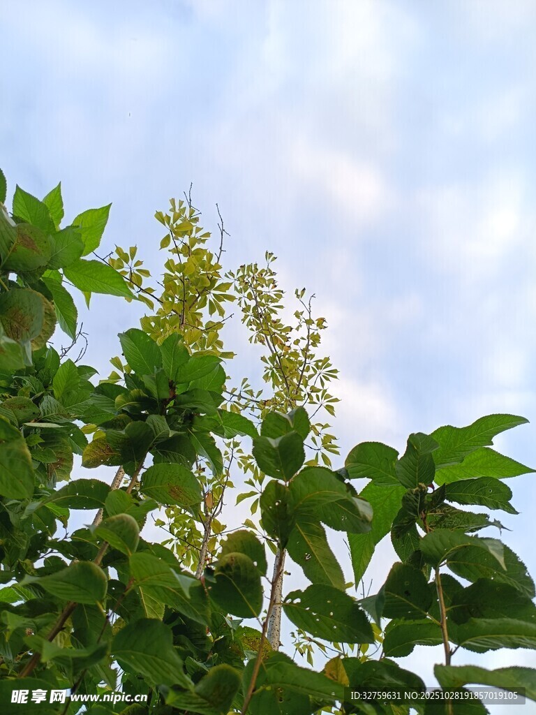 绿叶繁花映蓝天