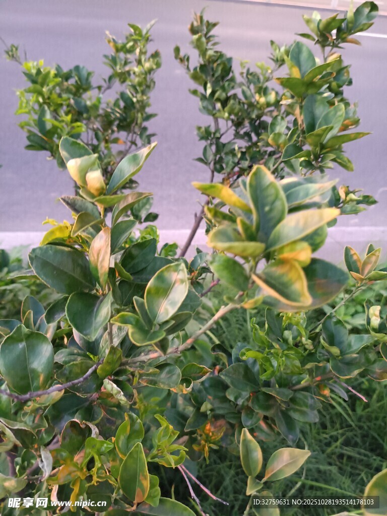 黄绿相间的绿植景观