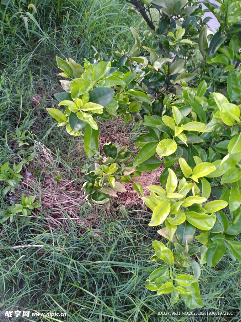 绿叶繁茂的户外植物景象