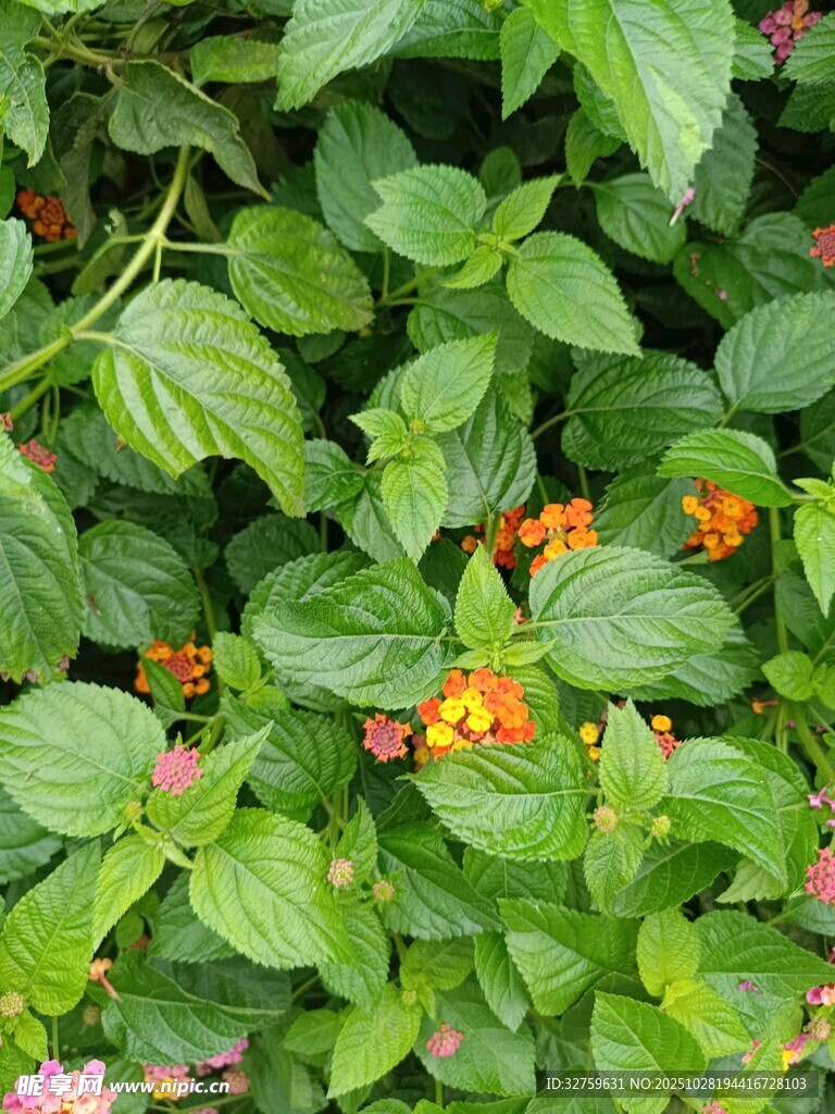 绿叶间的多彩花卉