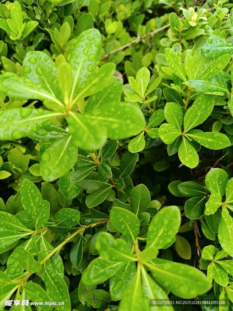 翠绿欲滴的鲜嫩植物