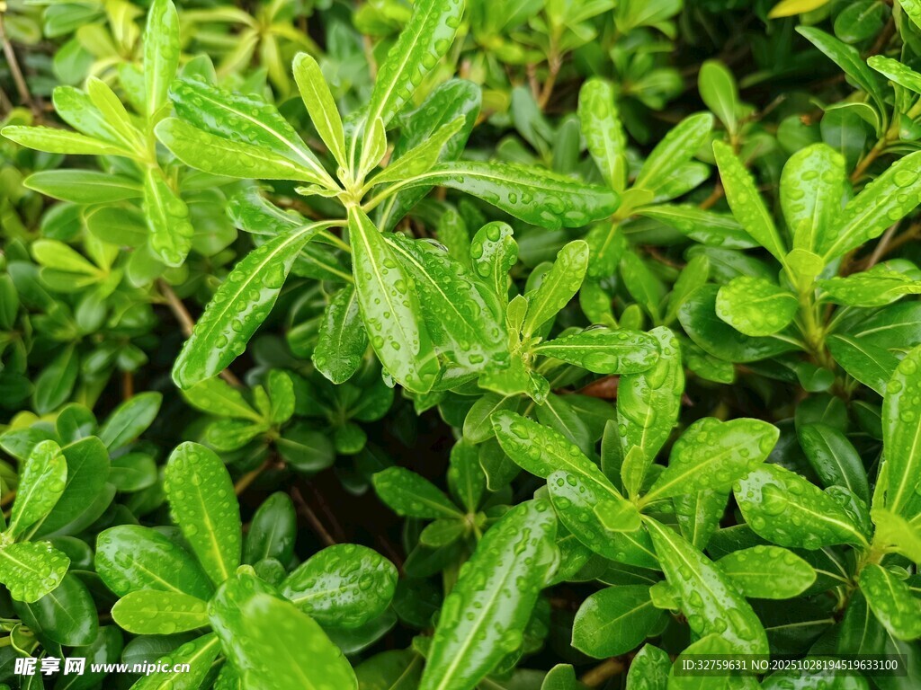 翠绿欲滴的鲜嫩植物叶片