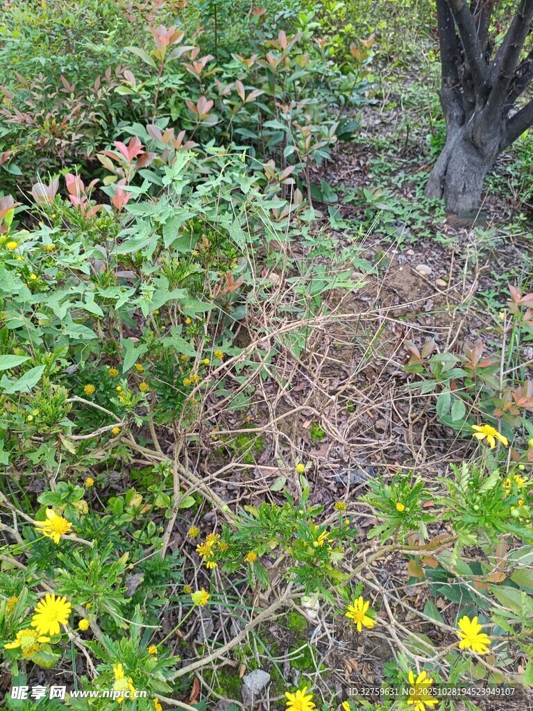 林间绽放的黄色野花