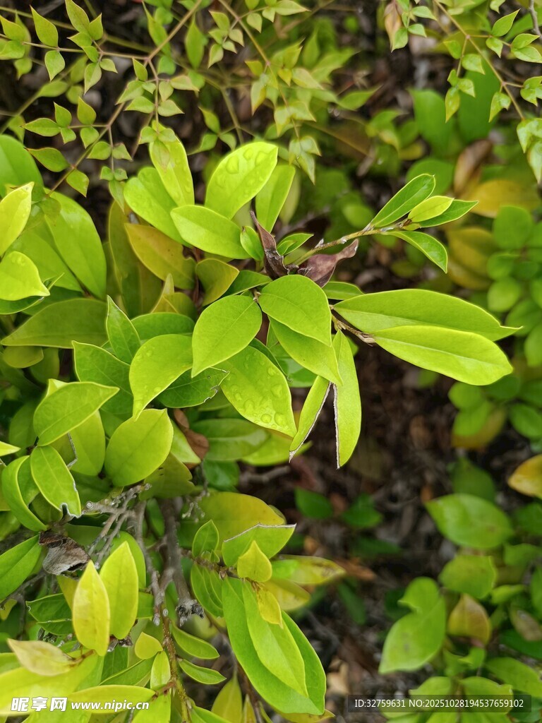 翠绿繁茂的清新植物叶片