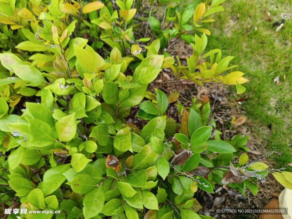 翠绿植物近景特写