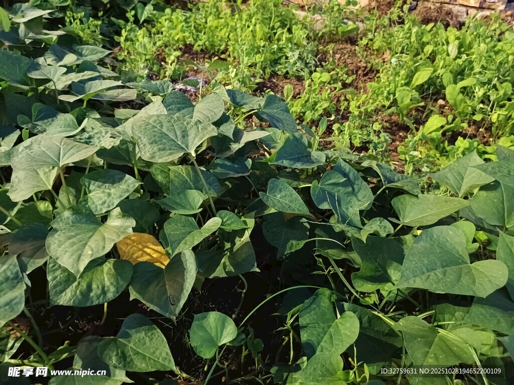 绿叶繁茂的田间植物