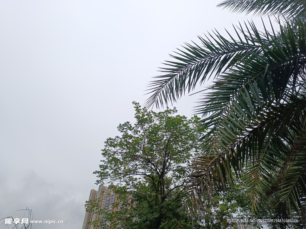 雨中的棕榈与绿树
