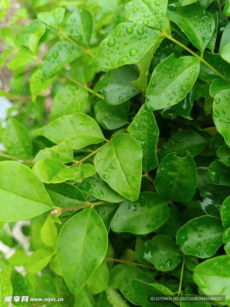 翠绿欲滴的鲜嫩叶片