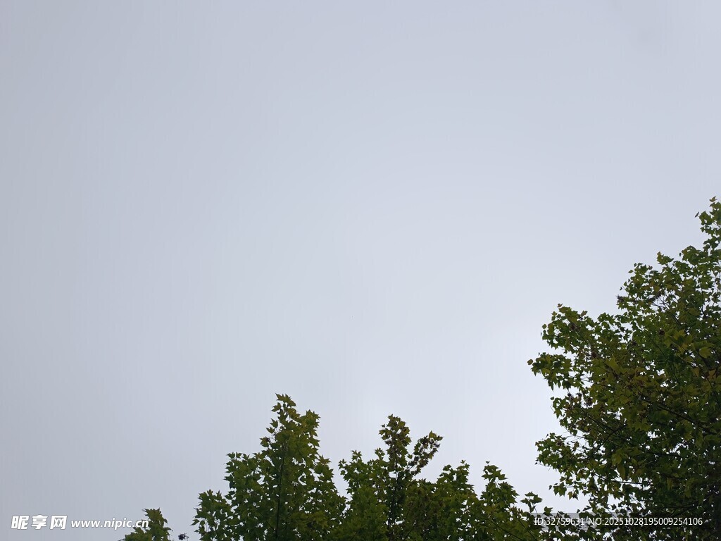 树梢之上的灰白天空