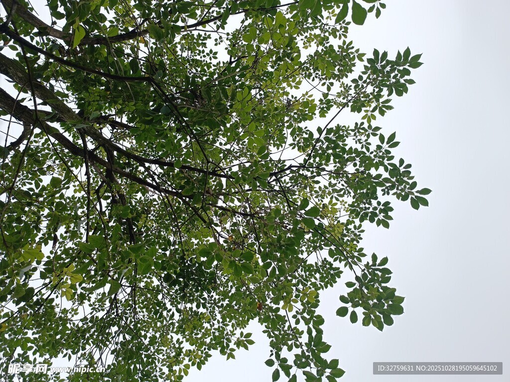 仰视茂密绿树树冠