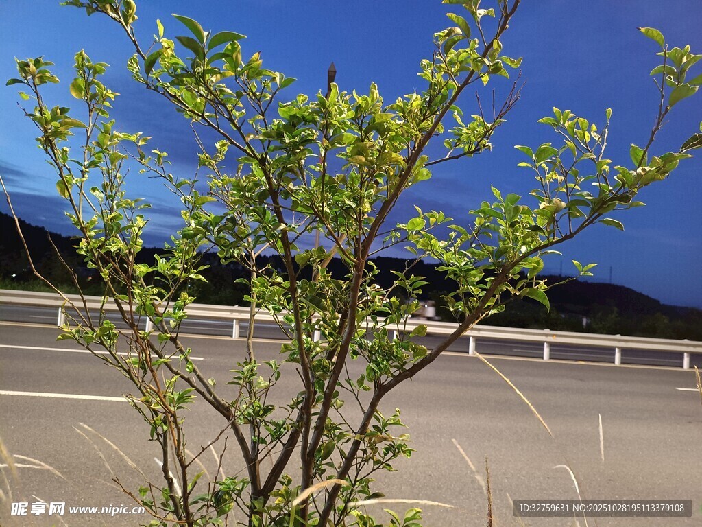 路边嫩绿小树与蓝天景象