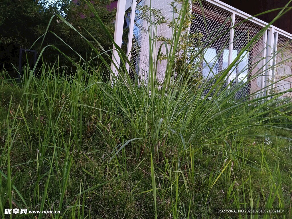 户外草地旁的白色建筑