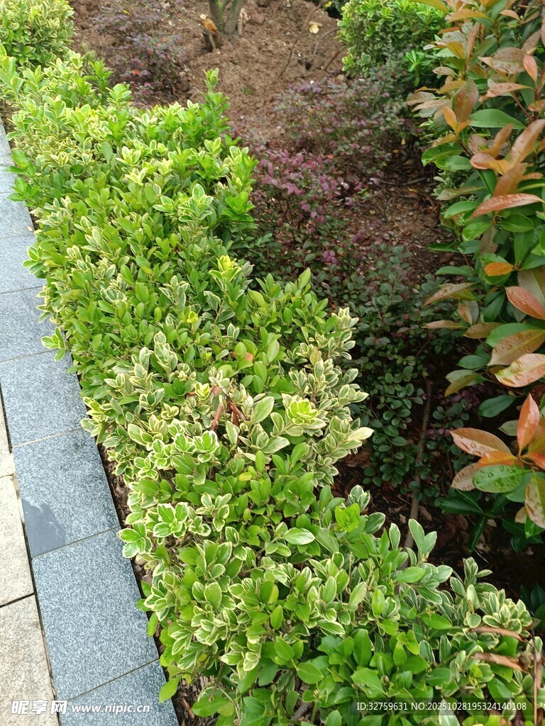 多彩绿植装点的园艺景观