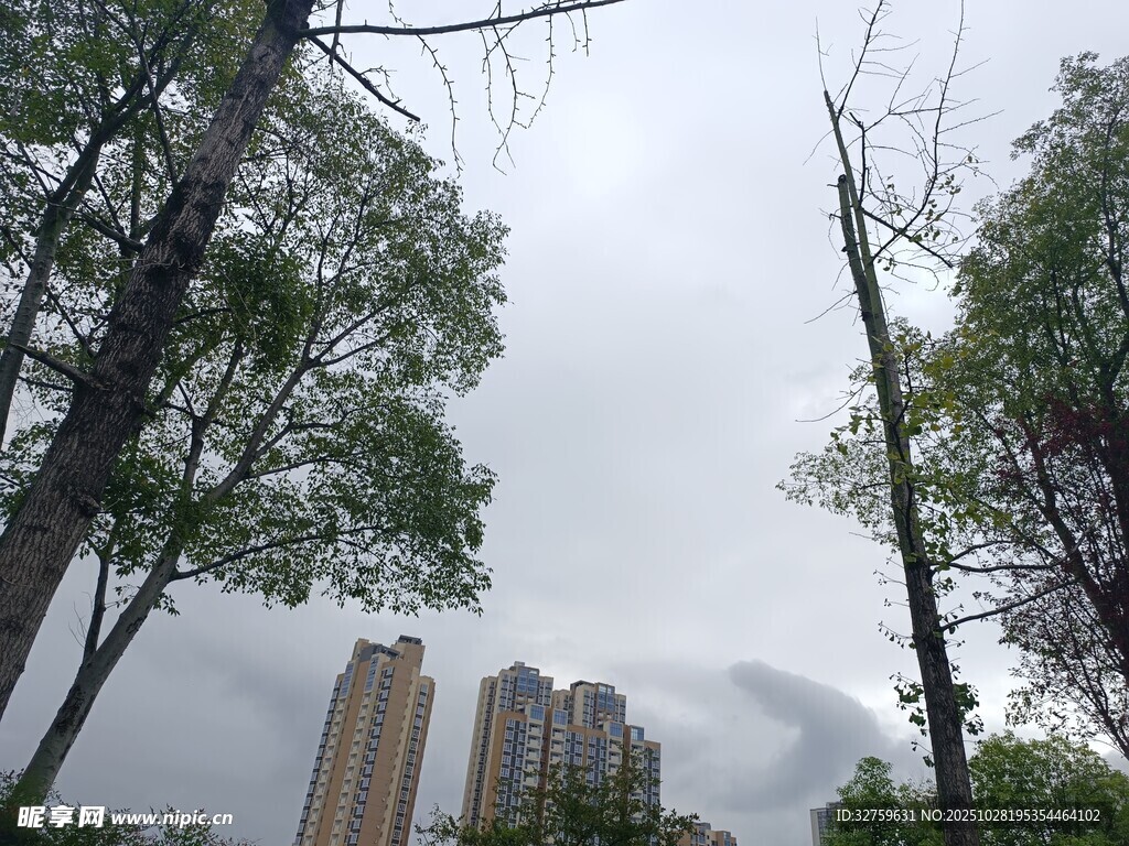 城市中树木与高楼景观