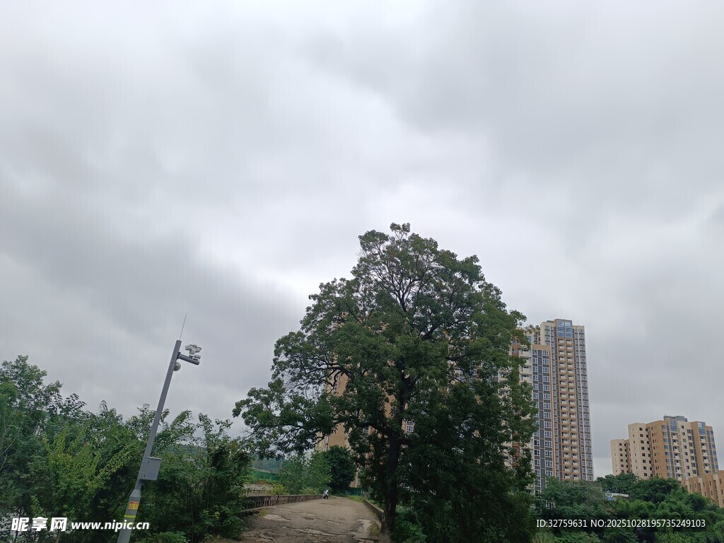 城市中繁茂绿树与高楼