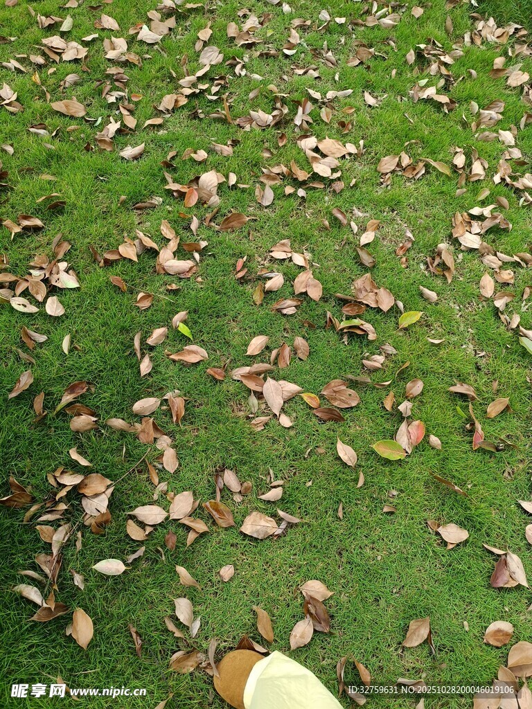 草地上散落的枯黄树叶