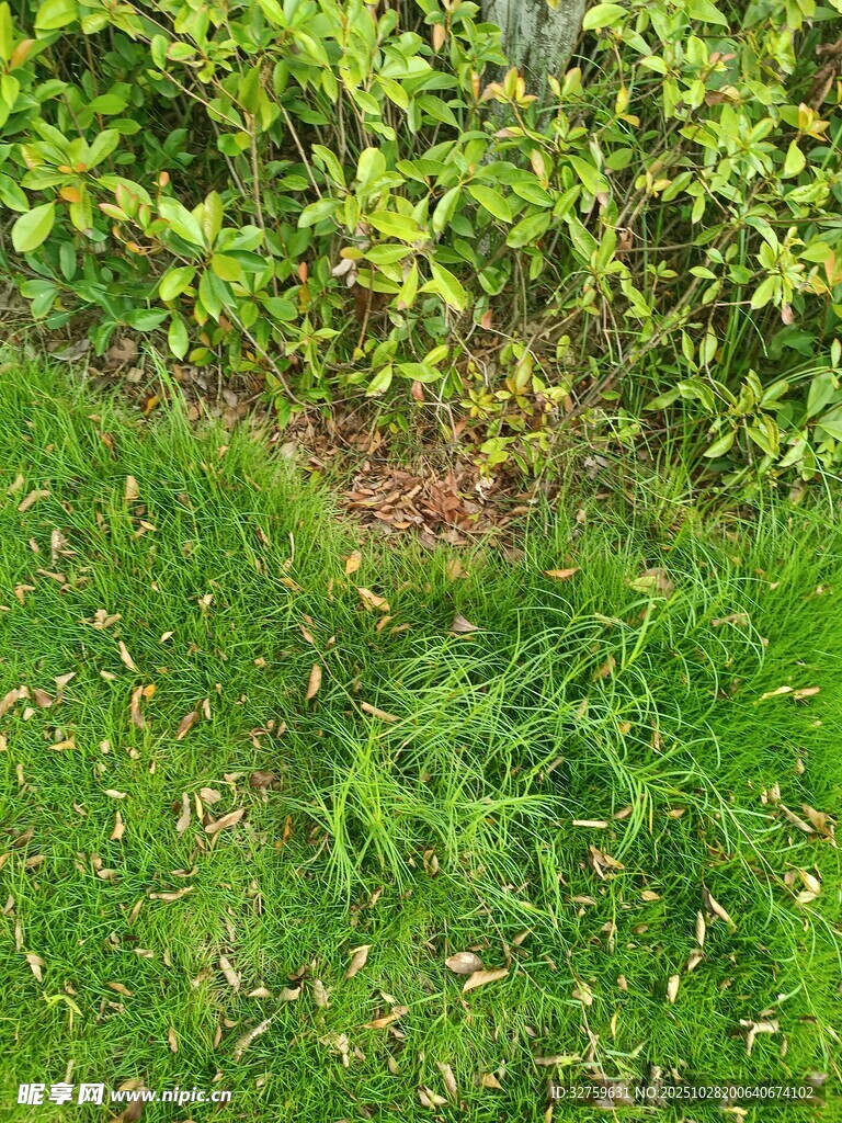 草地与绿植的自然景致