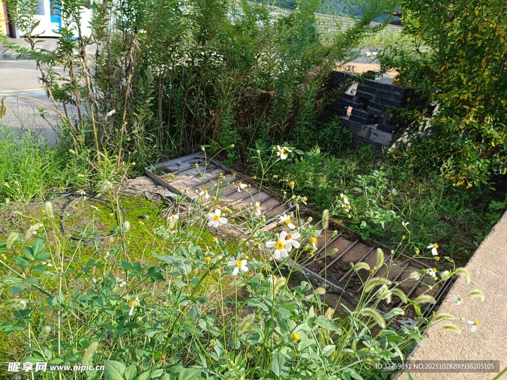 户外自然中的一处绿植景观