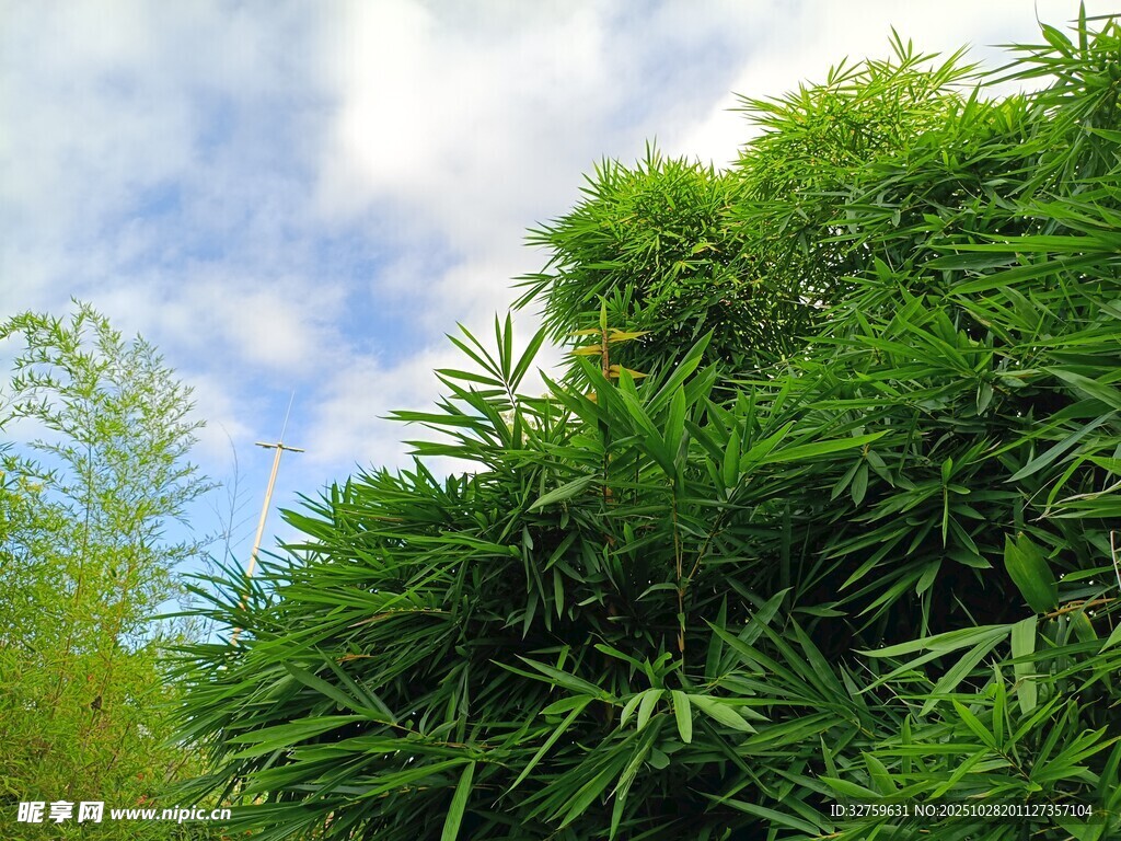 翠绿竹林与蓝天白云